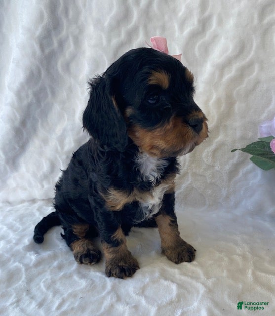 Cavapoo dogs Nelly- Black tri - Ad 2