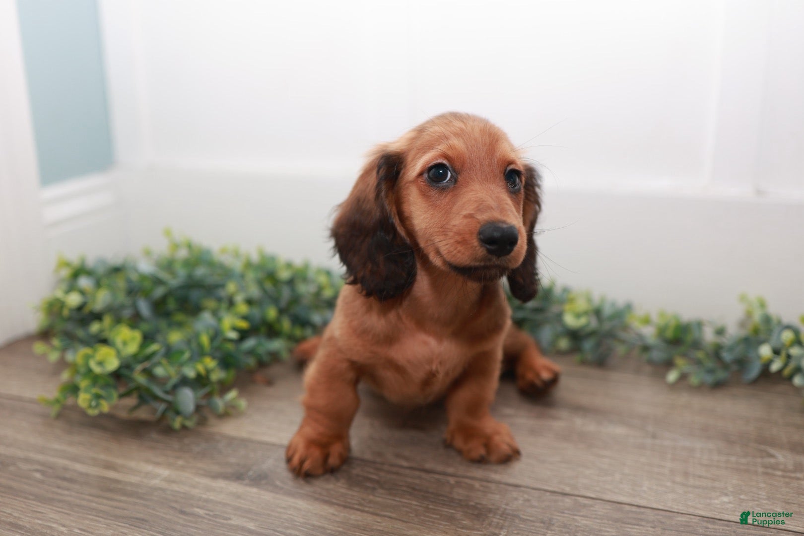 Miniature Dachshund dogs Lightning - Ad 2