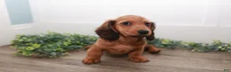 Miniature Dachshund dogs for sale: Lightning - Ad 2