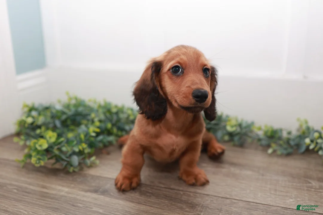 Miniature Dachshund dogs for sale: Lightning - Ad 2