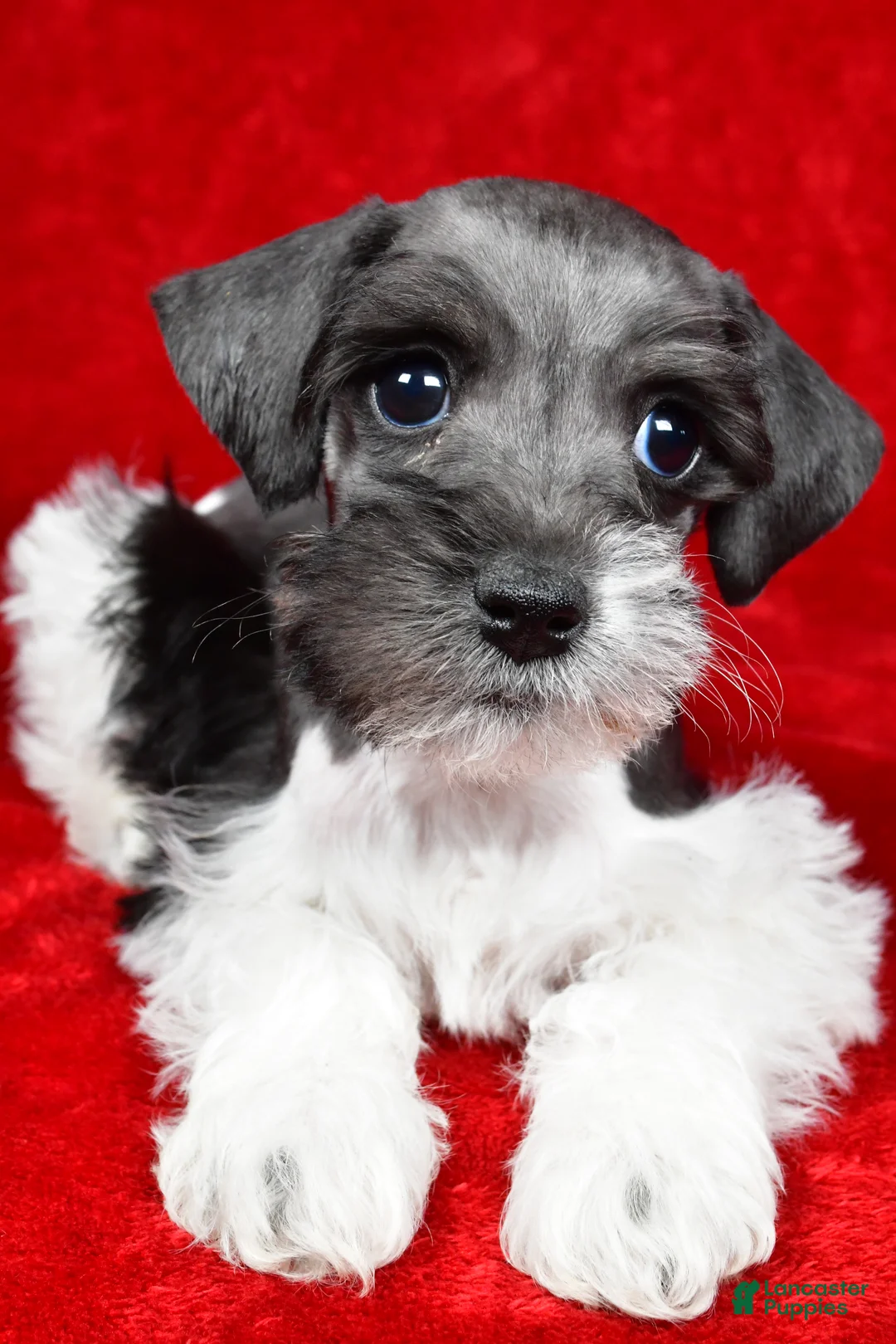 Schnoodle dogs for sale: Milo - Ad 6