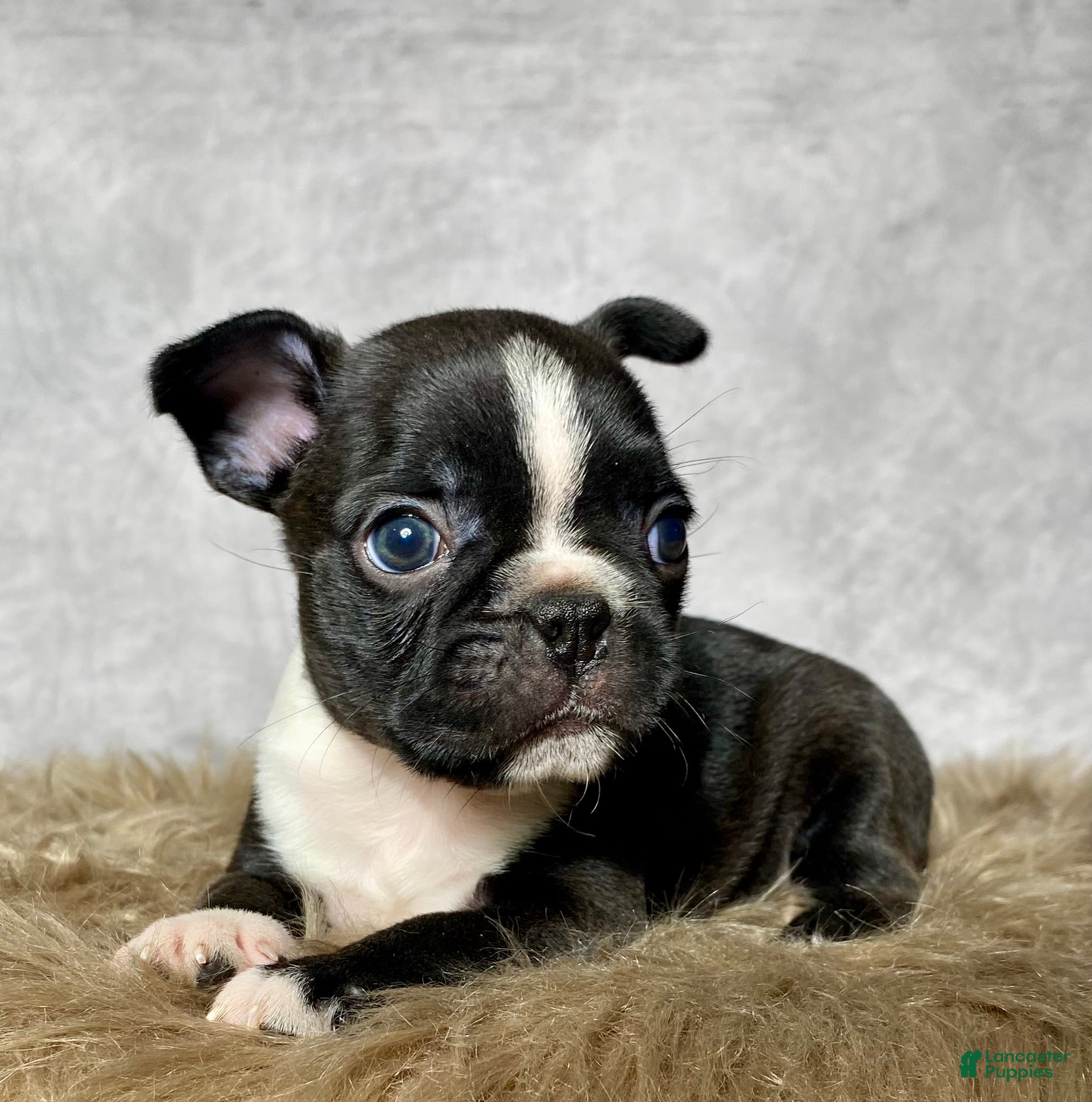 Mixed Breed dogs Mr. Milo - Ad 1