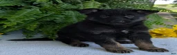 German Shepherd dogs for sale: Ivy - Ad 14