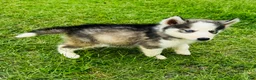 Siberian Husky dogs for sale: Sophie - Ad 14