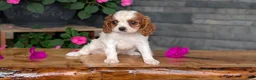 Cavalier King Charles Spaniel dogs for sale: Ruby - Ad 3