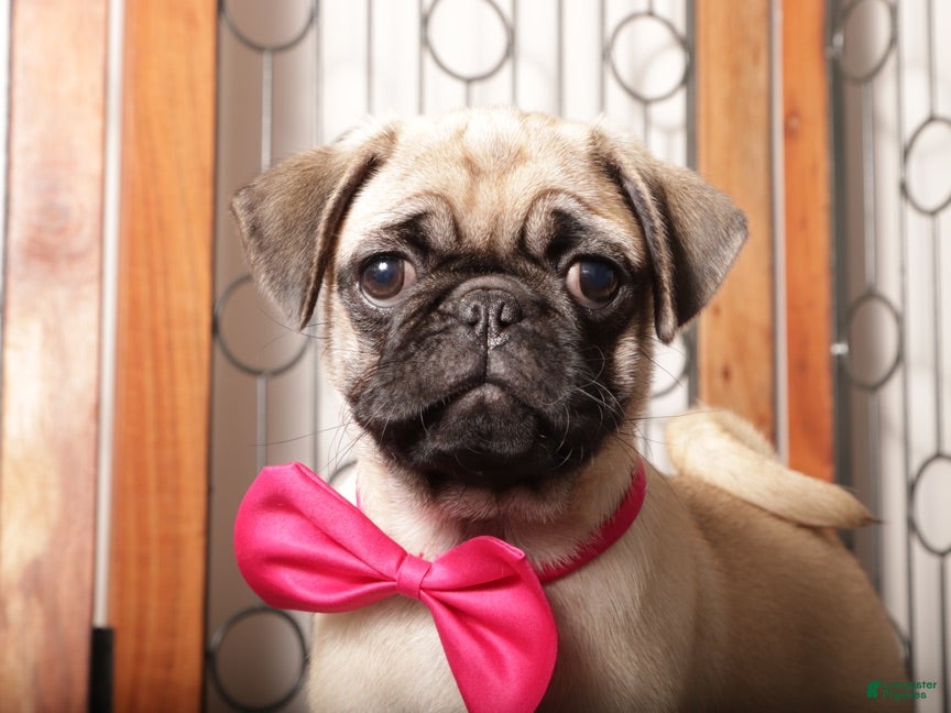 Pug dogs Abby -  - Ad 2