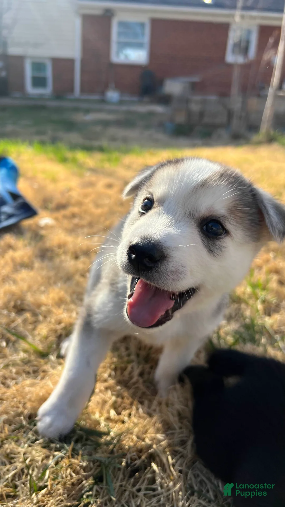 Mixed Breed dogs for sale: Mixed Breed Puppy 5 - Ad 1