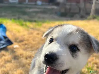 Mixed Breed dogs Mixed Breed Puppy 5 - Ad 25