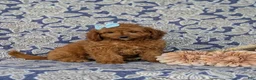 Mini Goldendoodle dogs for sale: Taylor 9 lbs Full Grown - Ad 3