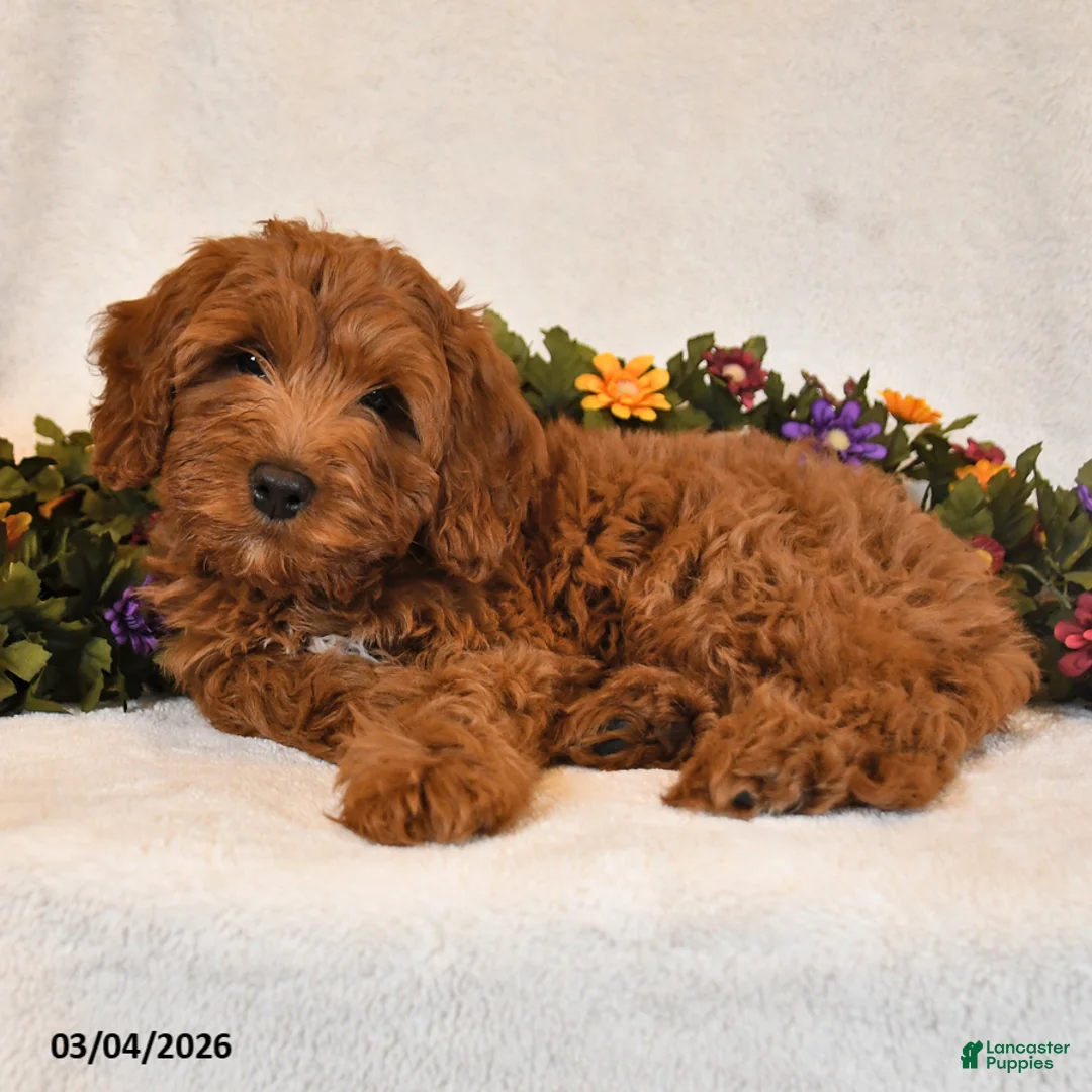 Goldendoodle dogs for sale: Oakley - Ad 3