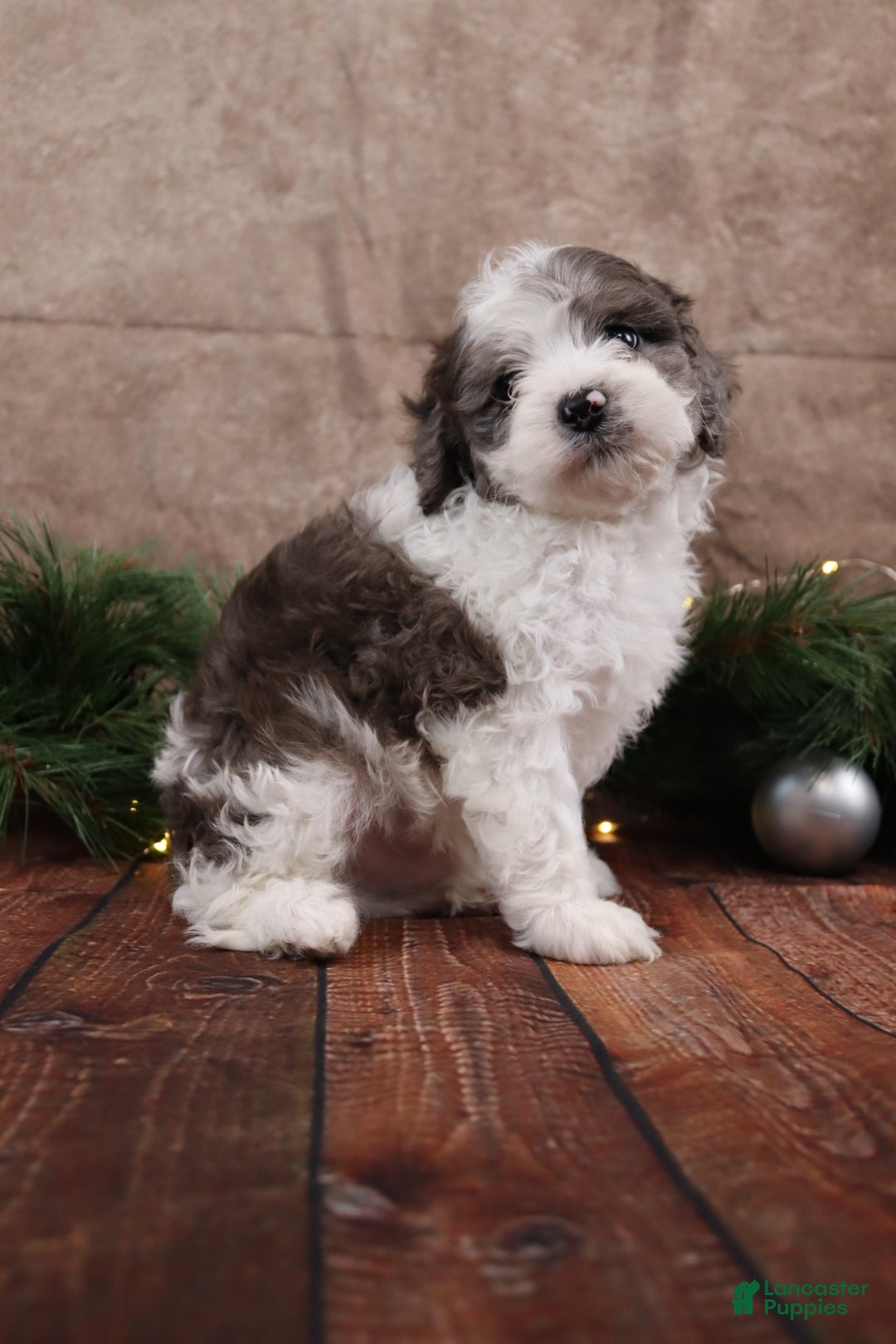 Cavapoo dogs for sale: Coal - Ad 2