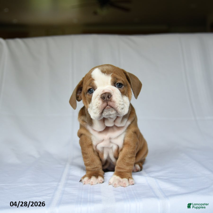 English Bulldog dogs Hadassah - Ad 1