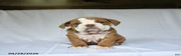 English Bulldog dogs for sale: Hadassah - Ad 1