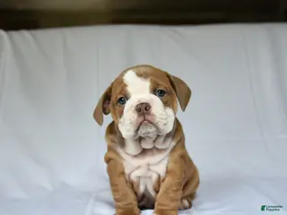 English Bulldog dogs for sale: Hadassah - Ad 2