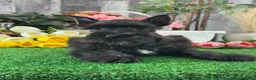 Miniature Schnauzer dogs for sale: Kobe - Ad 4