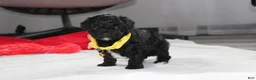 Yorkiepoo dogs for sale: Rocky - Ad 3