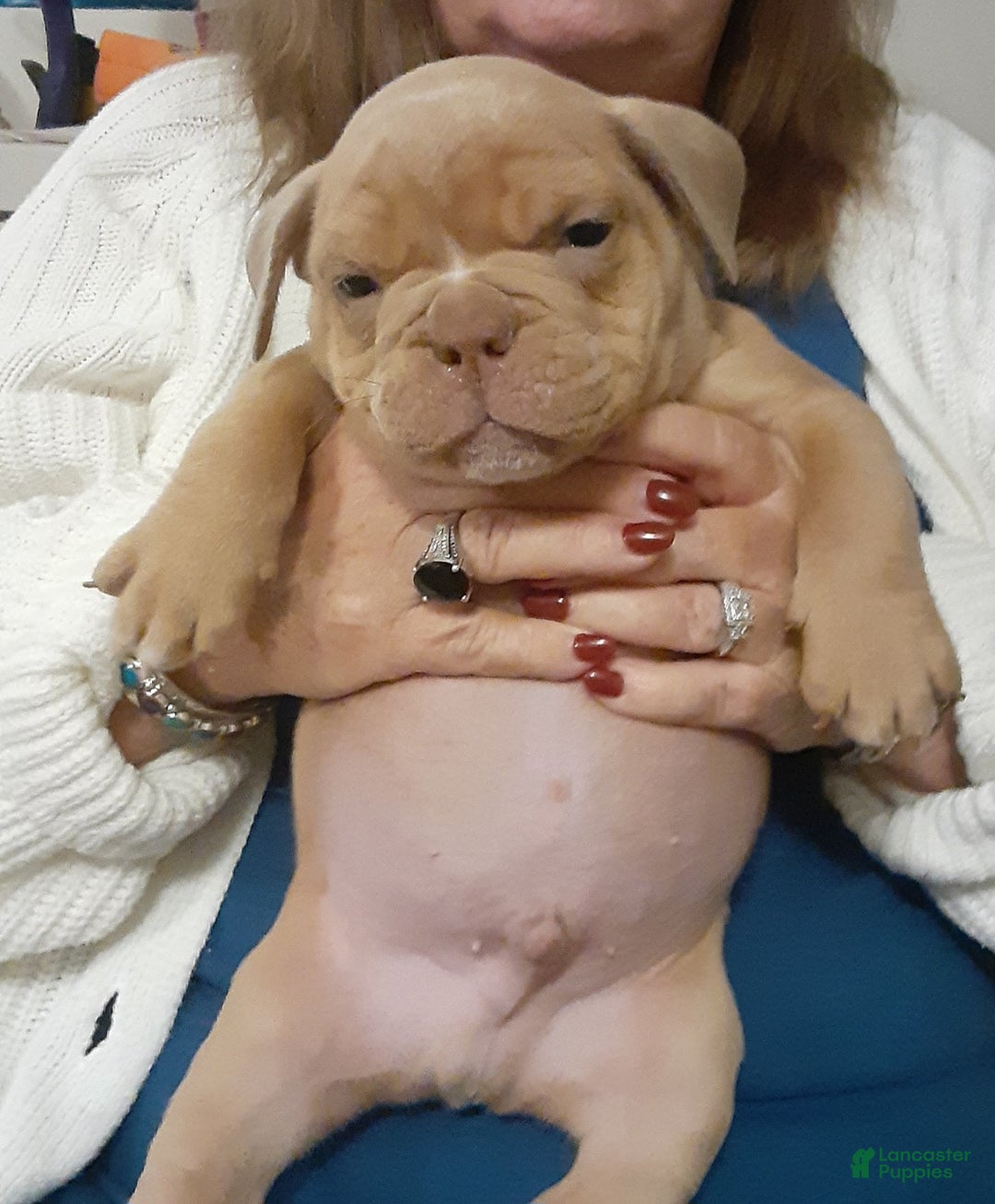Olde English Bulldogge dogs for sale: Olde English Bulldogge Puppy 1 - Ad 2