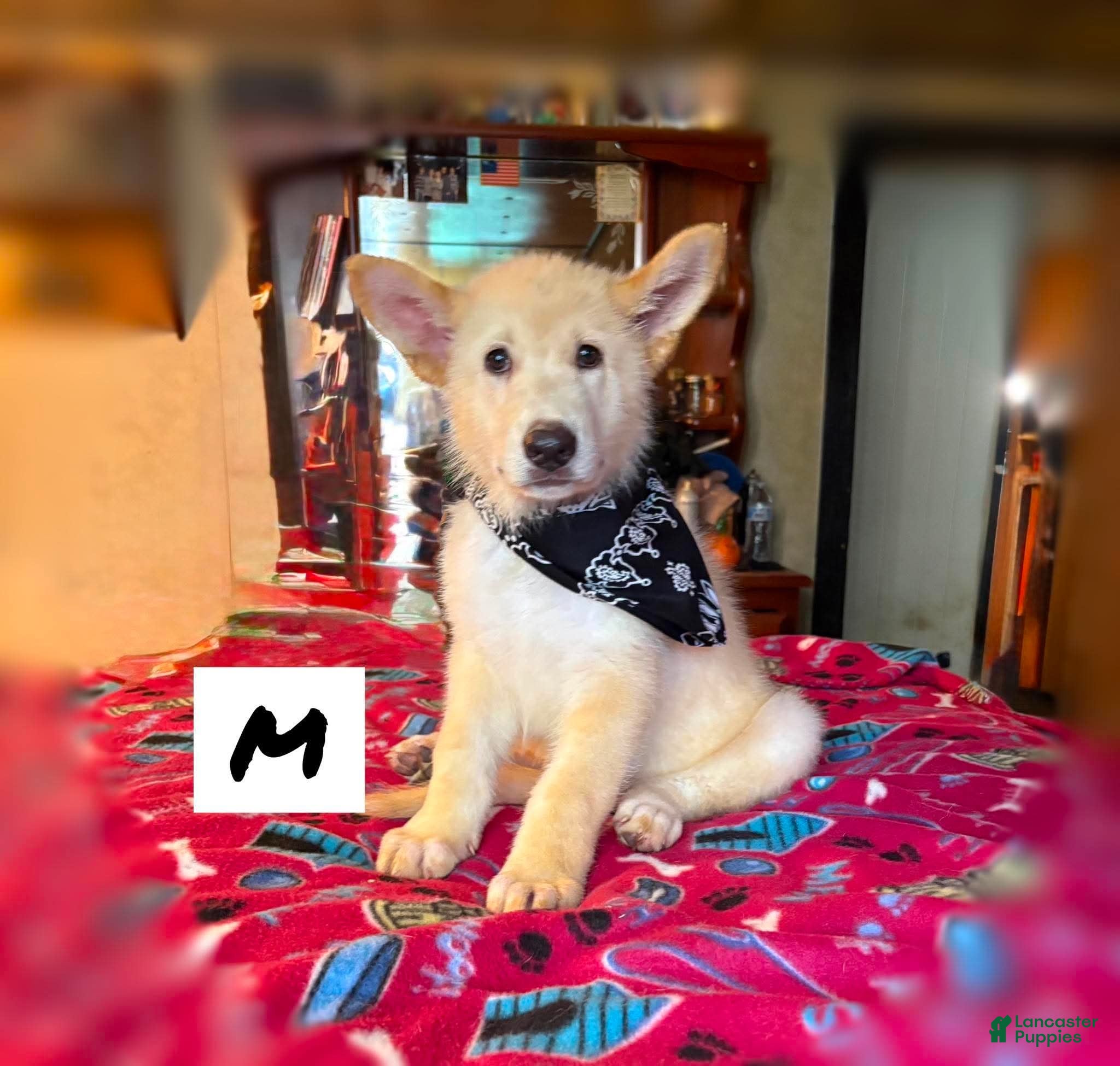 German Shepherd dogs German Shepherd 5 - Ad 1