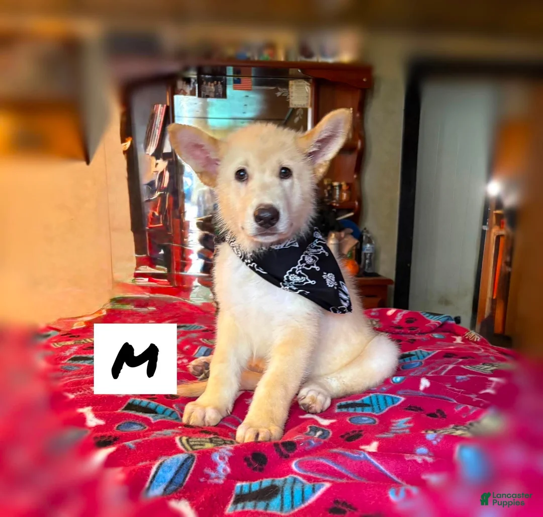 German Shepherd dogs for sale: German Shepherd 5 - Ad 1