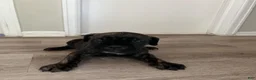 Cane Corso dogs for sale: Cane Corso 11 - Ad 7