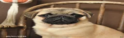 Pug dogs for sale: Stella - Ad 3