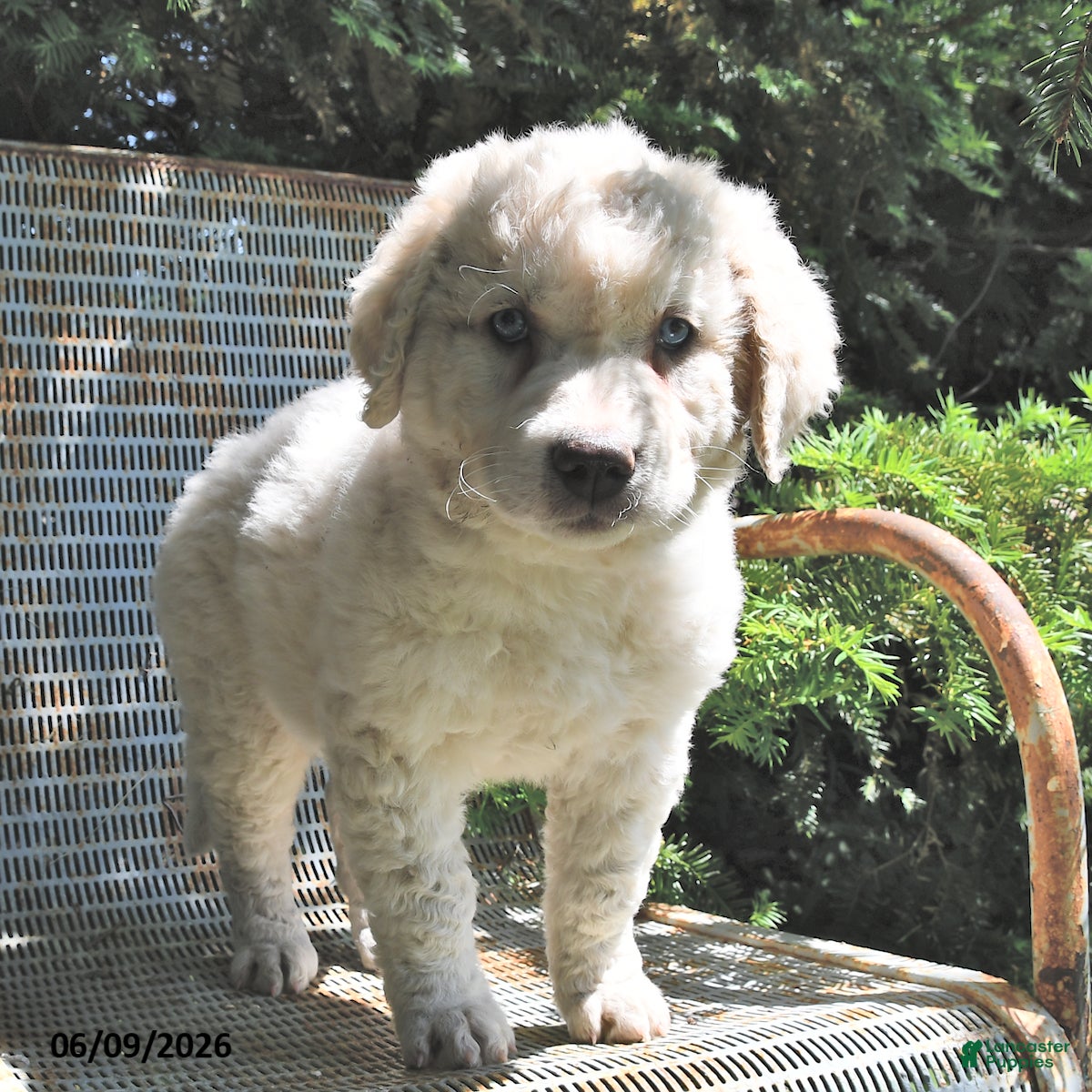 Great Pyrenees dogs Jasmine - Ad 2