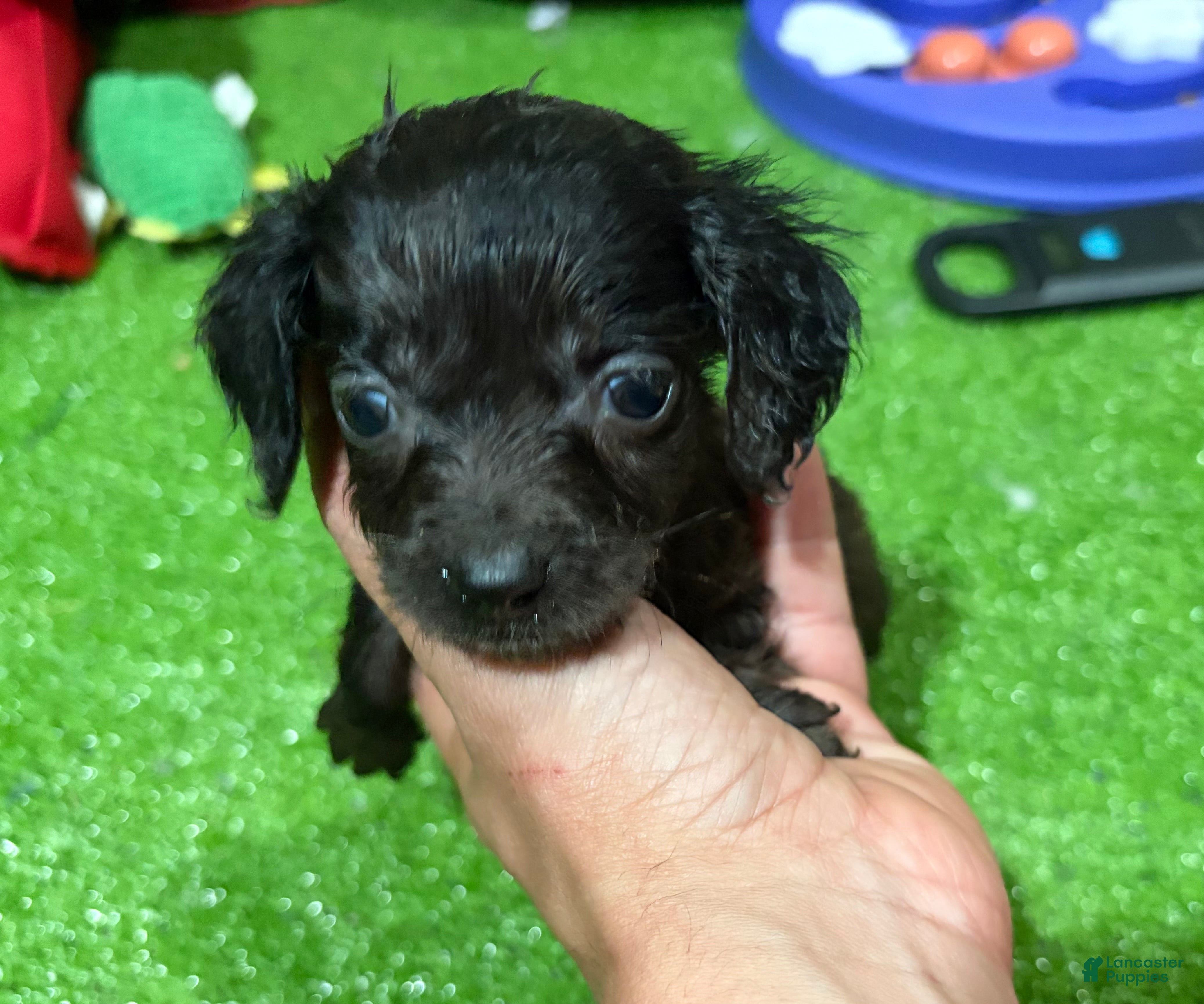 Miniature Dachshund dogs Quai - Ad 1