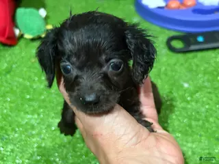 Miniature Dachshund dogs Quai - Ad 17