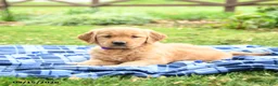 Golden Retriever dogs for sale: Cassidy - Ad 2