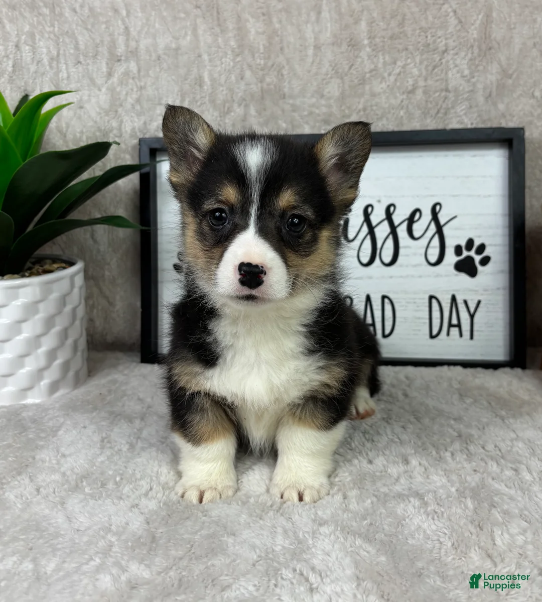 Welsh Corgi Pembroke dogs for sale: Peanut - Ad 1