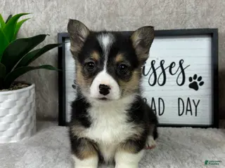 Welsh Corgi Pembroke dogs Peanut - Ad 30