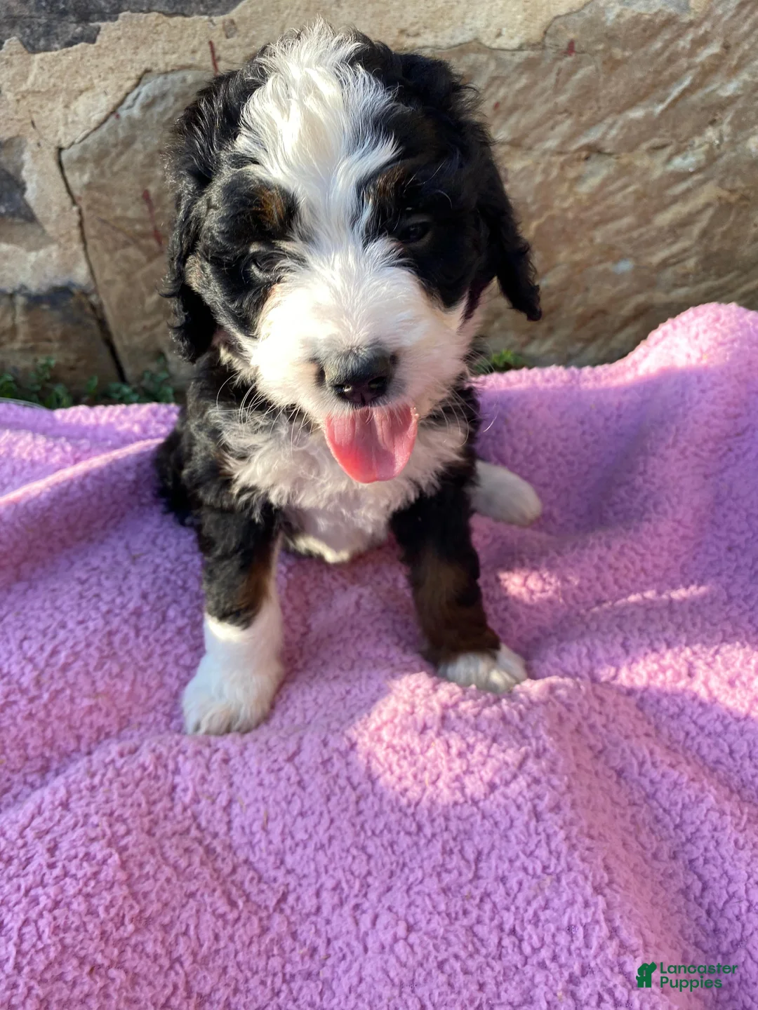 Bernedoodle dogs for sale: Daisy - Ad 4