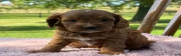Cavapoo dogs for sale: Rory - Ad 7