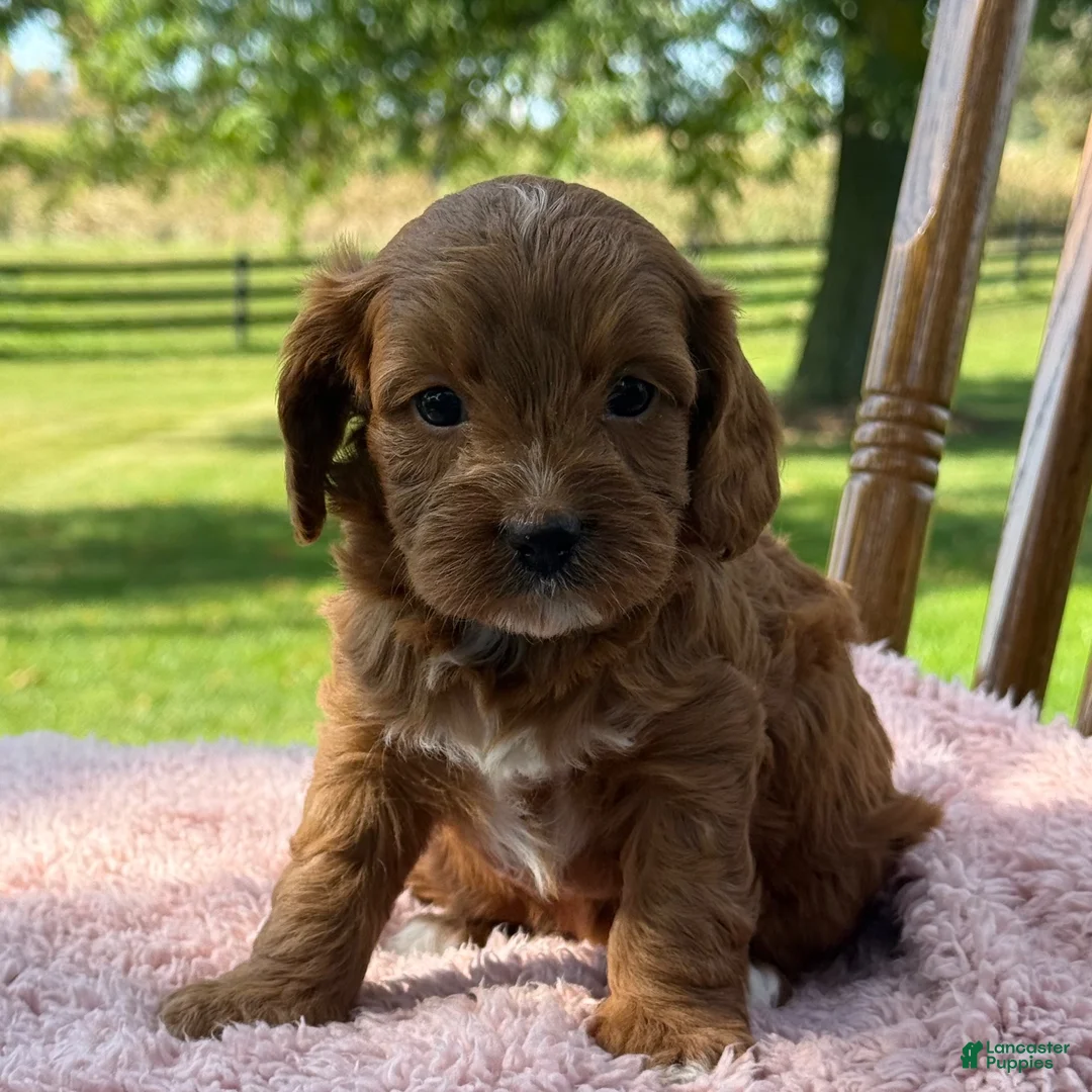 Cavapoo dogs for sale: Rory - Ad 7