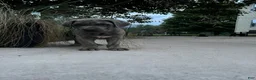 Cane Corso dogs for sale: Buster 677 - Ad 3