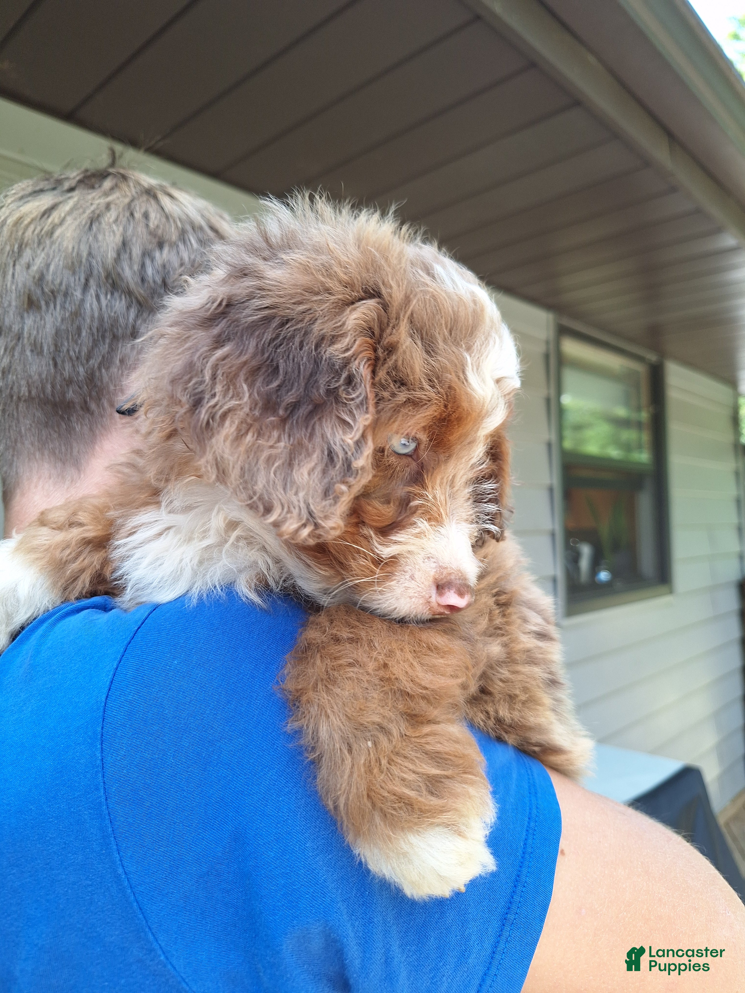 Mini Bernedoodle dogs Daisy - Ad 2