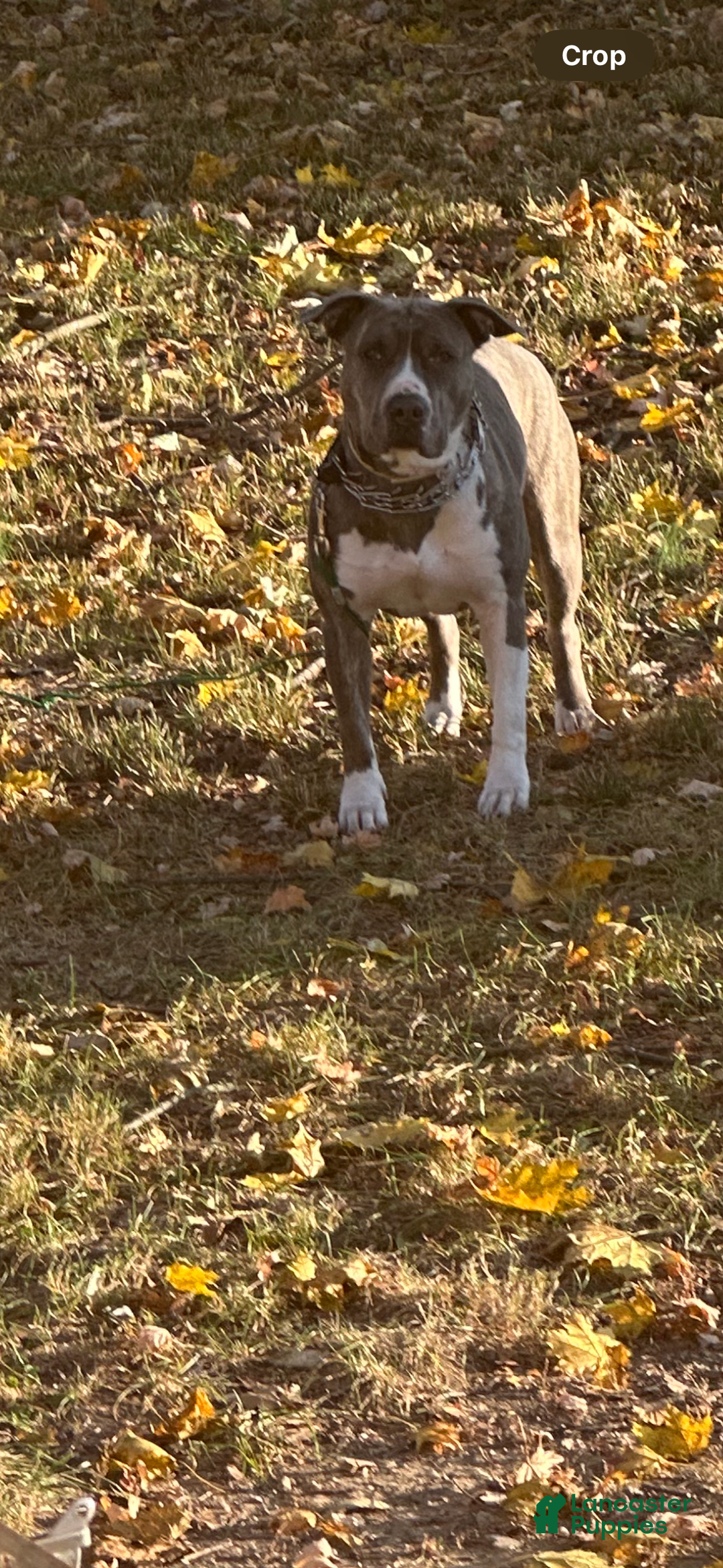 Gallery Image {{count}}