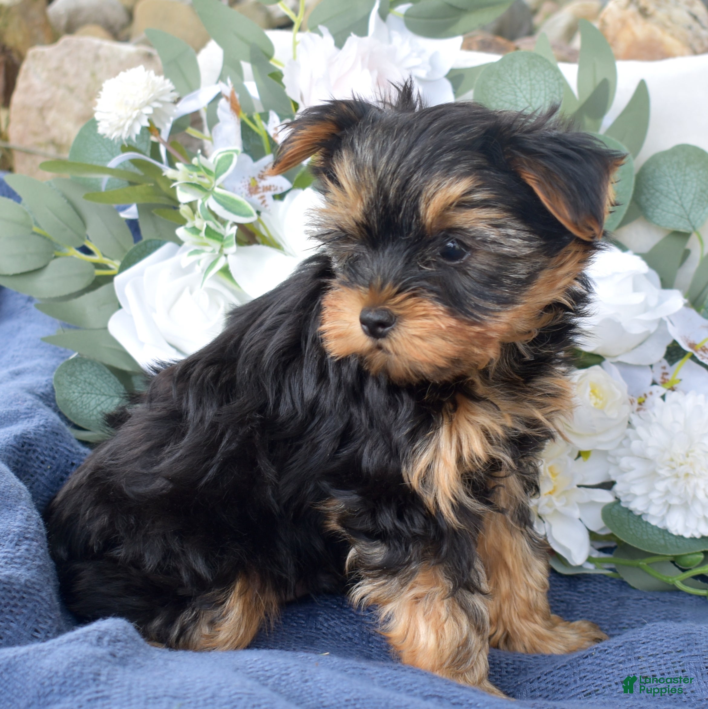 Yorkshire Terrier dogs Cheerio - Ad 2