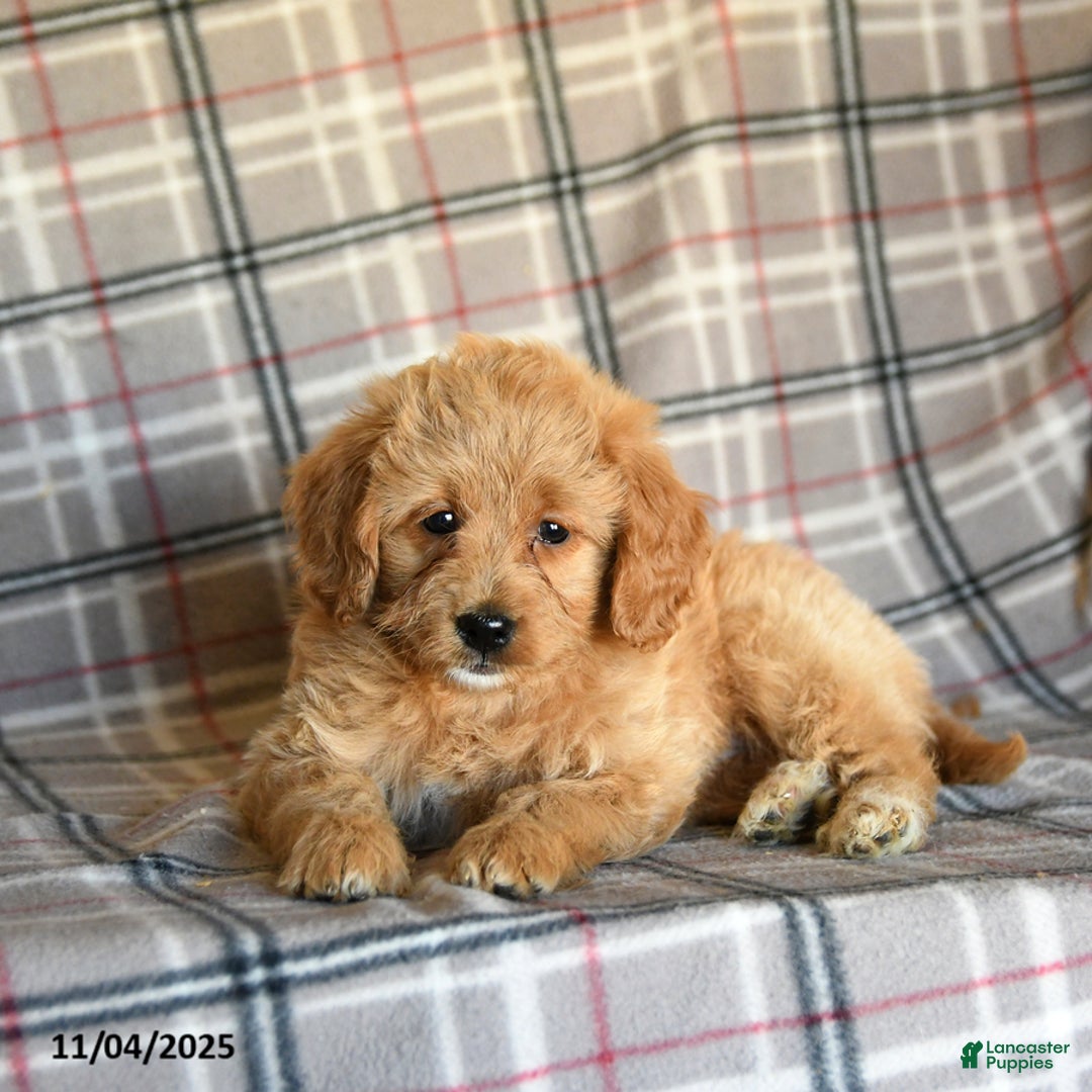 Mini Goldendoodle dogs for sale: Sera - Ad 9