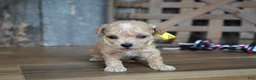 Maltipoo dogs for sale: Dagan - Ad 3