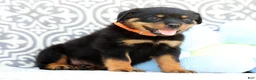 Rottweiler dogs for sale: Tango - Ad 3