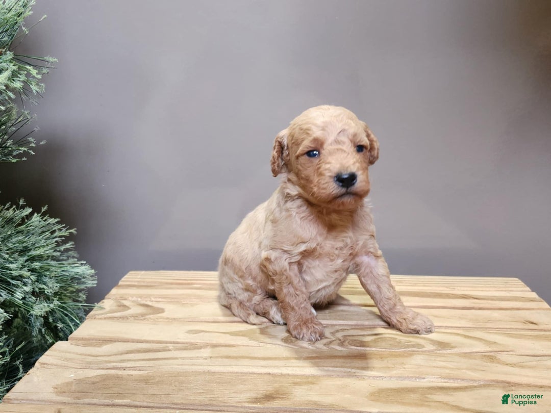 Mini Goldendoodle dogs for sale: Dover - Ad 9