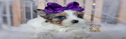 Morkie dogs for sale: Rare Blue Eyed Sina - Ad 6