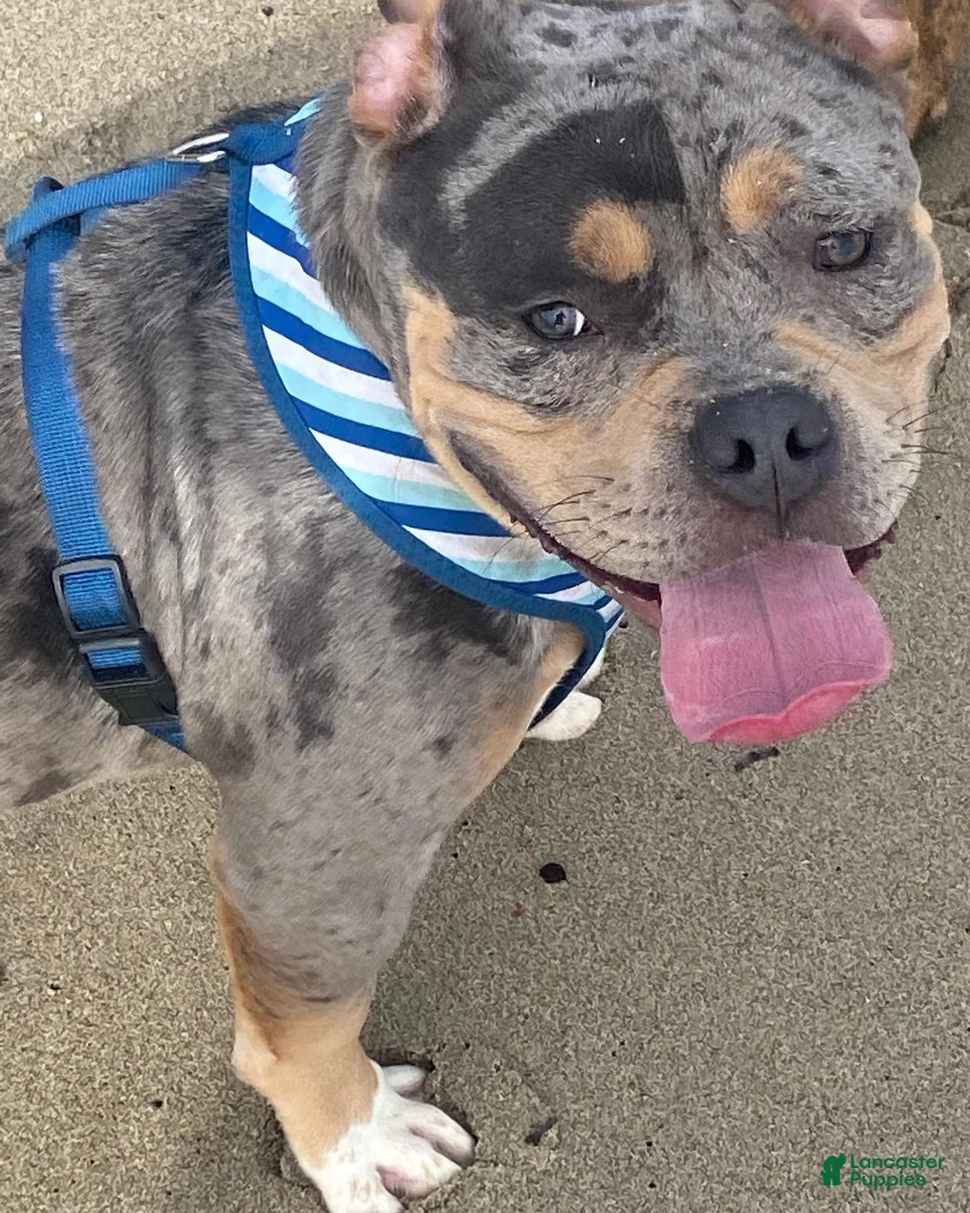 American Bully dogs for sale: American Bully 2 - Ad 6