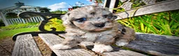 Havapoo dogs for sale: Huggles - Ad 5