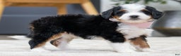 Mini Bernedoodle dogs for sale: Peach - Ad 3