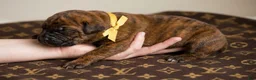 Cane Corso dogs for sale: Midnight Groove’s Next Life Time - Ad 2
