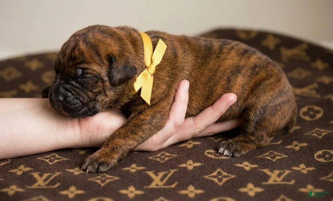 Cane Corso dogs for sale: Midnight Groove’s Next Life Time - Ad 2