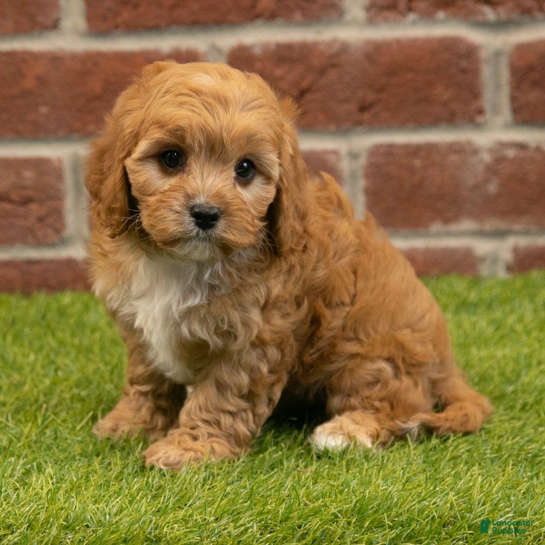 Cavapoo dogs for sale: Rusty - Ad 4