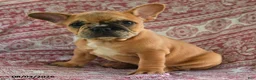 French Bulldog dogs for sale: Molly - Ad 2